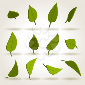 Set of green separated leaves, vector illustration