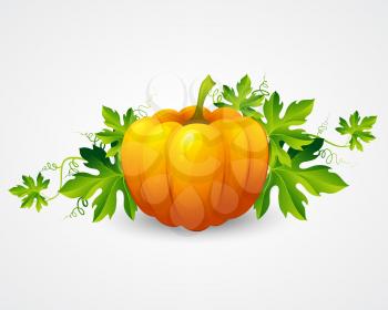 Vector pumpkin and leaves. Vector illustration EPS 10