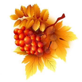 Rowan branches with orange leaves and berries. Vector fall illustration EPS 10