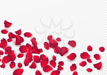 Backdrop of rose petals isolated on a transparent white background. Valentine day background. Vector illustration EPS10