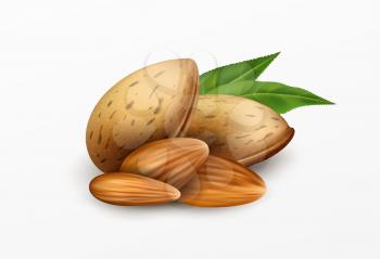 Realistic almonds with green leaves Isolated on a white background. Healthy eating concept. Vector illustration EPS10