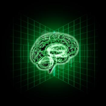 Model of the human brain.