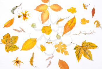 Pattern of yellow leaves and flowers. Concept autumn. Top view, flat