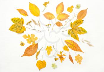 Frame of yellow leaves and flowers. Concept autumn. Top view, flat