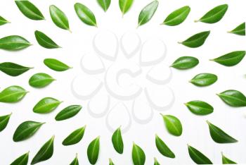 frame from green leaves on a white background, top view, flat
