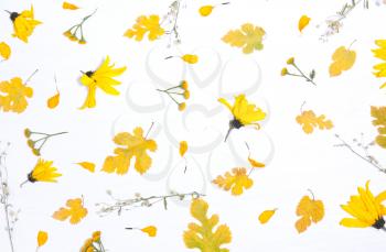 Pattern of autumn yellow leaves and flowers.autumn composition