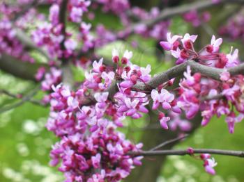 lilac flower with blurred foreground and background,spring