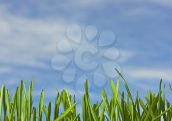 Spring nature background with grass and blue sky in the background