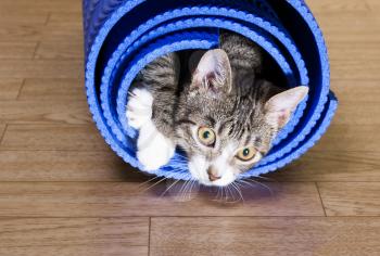 The cat sits on the mat for yoga. Concept sports,fitness