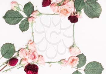 Frame made of pink roses, red flowers on a white background. Type of flat