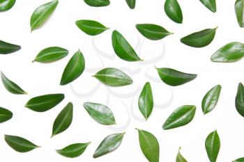 design of green leaves on a white background, top view, flat