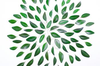 frame from green leaves on a white background, top view, flat