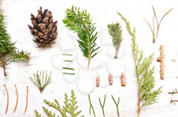 Pattern of tree branches, cones. Background of coniferous trees. Type of flat