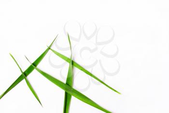 Green grass background. The concept of minimalism. Top view, flat