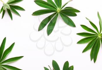 pattern of twigs, green leaves on a white background. Minimalistic natural concept. View from above, flat