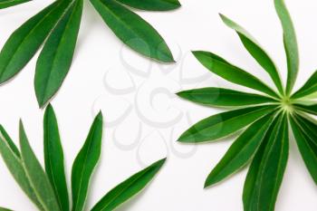 Abstract pattern from green leaves. Natural background