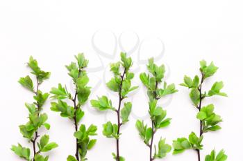 Branches with leaves of a tree, a bush, plants in a row.  natural concept. View from above, flat