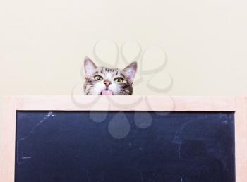  Curious, funny kitten shows tongue. The cat looks out from behind the chalkboard. 