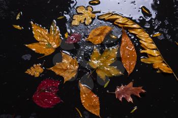 Autumn yellow leaves in a puddle, in the rain.