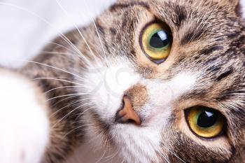 the kitten is staring, close-up, yellow-green eyes and cat's nose