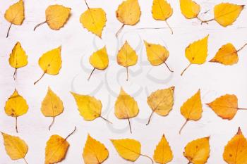 yellow Autumn  leaves in a row. View from above