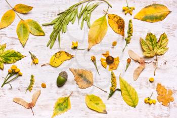 Yellow leaves on a wooden background. View from above, flat. Concept of Autumn