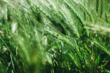 Green grass. Soft focus. Concept of unity with nature, spring