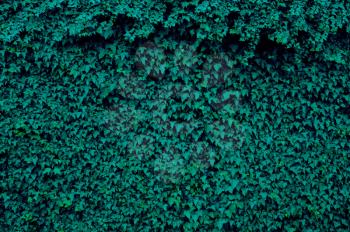 Wall of dark green ivy leaves. Natural, organic background