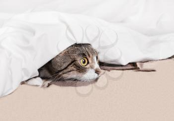 Curious funny cat looks out from under the blanket. Cozy home background