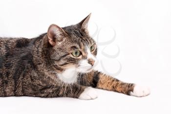 Striped gray-brown cat lies, stretches, relaxes on a white background.