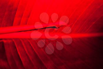 Leaf in dark red neon light. Abstract floral trend background. Copy space.The concept of sex, virginity