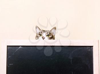 cat looks out from behind the chalkboard. Curious kitten
