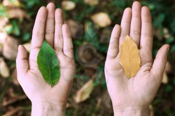 Leaf in hands, palms. Concept environment, ecology, eco