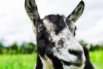 Beautiful closeup portrait of a goat on the background of nature