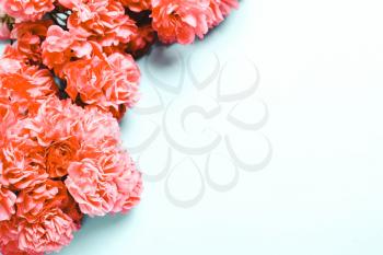 Pink, coral flowers on blue background. Place for text