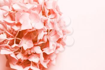 Pink, coral flower. Place for inscription. Natural minimalistic background