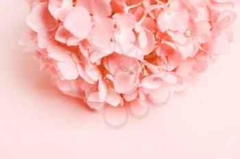 Pink, coral flower. Place for inscription. Natural minimalistic background