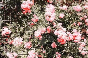 Pastel pink flowers, roses on the fence
