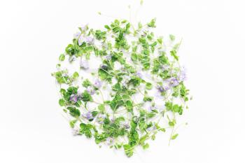 Green leaves and blue flowers in a circle on a white background. Minimalistic, eco, eco-friendly, creative concept. View from above