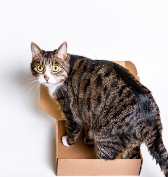 A big cat is sitting in a small cardboard box. The concept of delivery, packaging