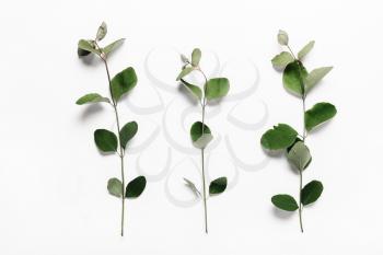 Three branches with green leaves in on a white background. Minimalistic, eco, eco-friendly, creative concept. View from above