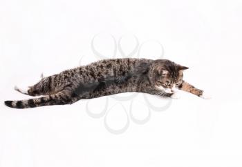 Striped gray-brown cat lies, stretches, relaxes on a white background.