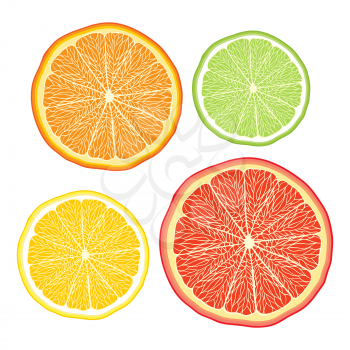 Vector stylised orange lemon grapefruit lime on white.