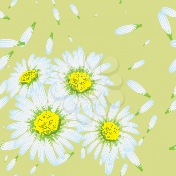 Vector illustration of chamomiles. (Seamless flowers pattern).