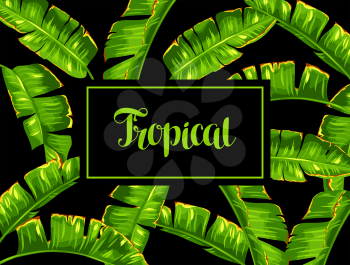 Background with banana palm leaves. Decorative tropical foliage.