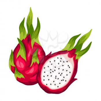 Dragon fruit isolated on white background. Illustration of tropical plant.