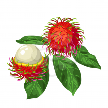 Rambutan isolated on white background. Illustration of tropical plant.