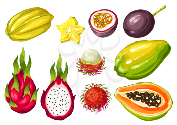 Exotic tropical fruits set. Illustration of asian plants.
