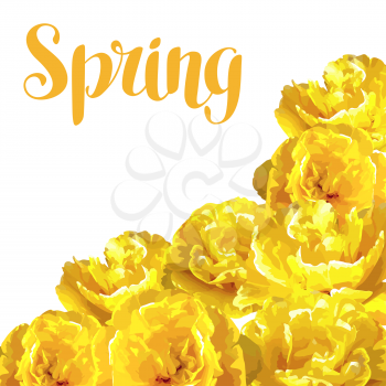 Spring background with fluffy yellow tulips. Beautiful realistic flowers and buds.