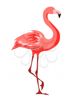 Illustration of pink flamingo. Tropical exotic bird isolated on white background.
